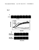 DIAGNOSIS AND TREATMENT OF CELL PROLIFERATION AND DIFFERENTIATION     DISORDERS BASED ON THE FMN2 GENE diagram and image