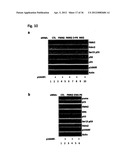 DIAGNOSIS AND TREATMENT OF CELL PROLIFERATION AND DIFFERENTIATION     DISORDERS BASED ON THE FMN2 GENE diagram and image