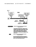 DIAGNOSIS AND TREATMENT OF CELL PROLIFERATION AND DIFFERENTIATION     DISORDERS BASED ON THE FMN2 GENE diagram and image