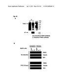 DIAGNOSIS AND TREATMENT OF CELL PROLIFERATION AND DIFFERENTIATION     DISORDERS BASED ON THE FMN2 GENE diagram and image