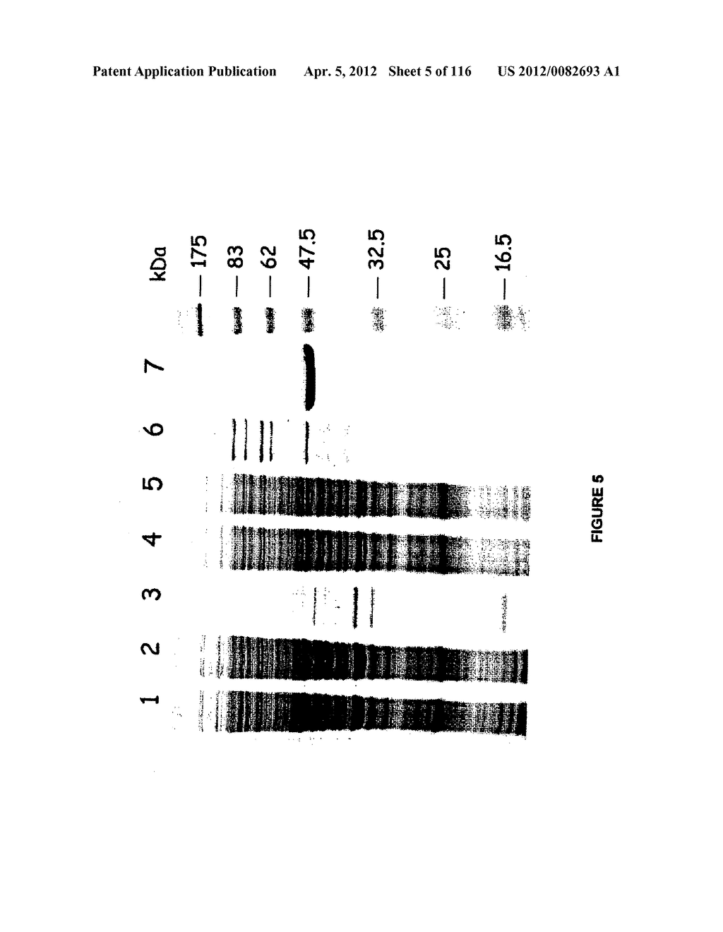 USE OF PROTEINS AND PEPTIDES ENCODED BY THE GENOME OF A NOVEL     SARS-ASSOCIATED CORONAVIRUS STRAIN - diagram, schematic, and image 06