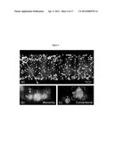 Cell Analysis On Microfluidic Chips diagram and image