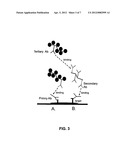 NEW ANTIBODY COCKTAIL diagram and image