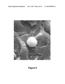 METHODS FOR IN VITRO CANCER CELL DETECTION, DIAGNOSIS AND THERAPY USING     MULTIDOMAIN BIOTAGS diagram and image