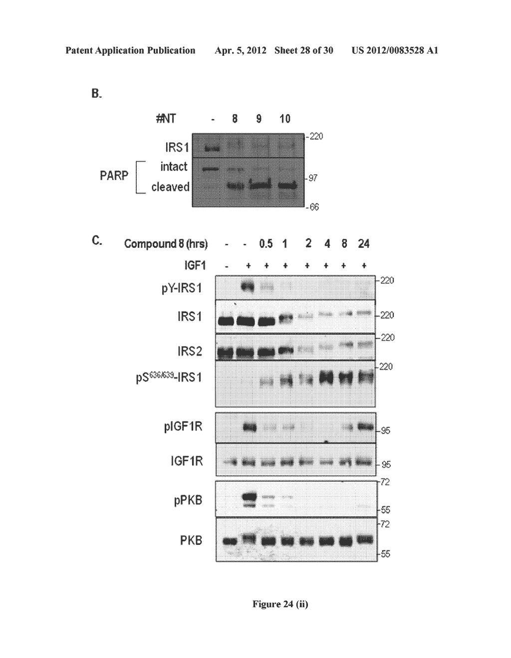 NOVEL PROTEIN KINASE MODULATORS AND THERAPEUTIC USES THEREOF - diagram, schematic, and image 29