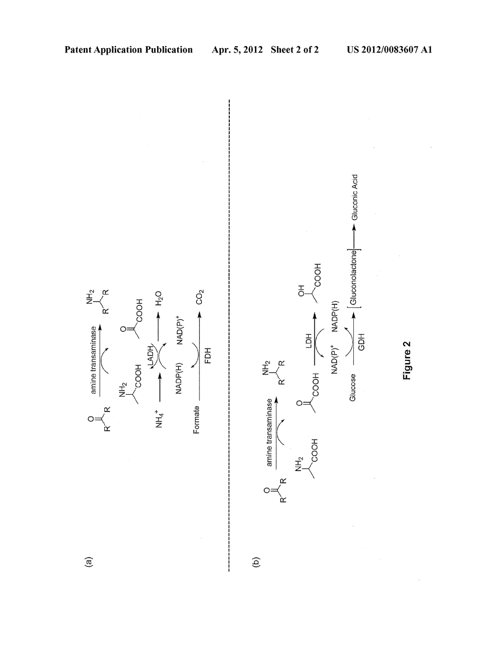 Enzymatic Transamination of Cyclopamine Analogs - diagram, schematic, and image 03