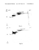 Electrophoresis Separation Methods diagram and image