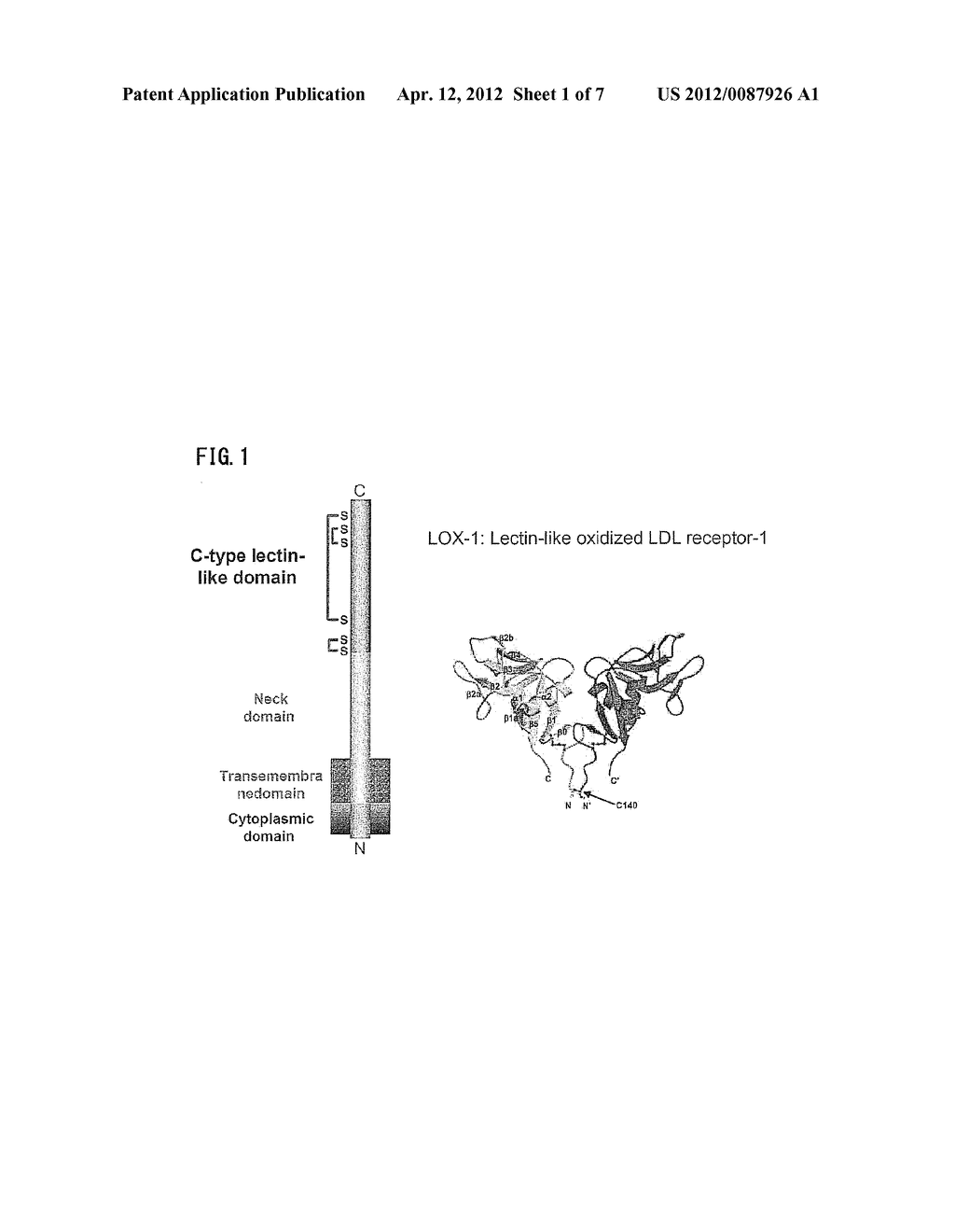 CHICKEN-DERIVED ANTI-LOX-1 ANTIBODY - diagram, schematic, and image 02