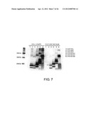 VECTOR FOR TREATING ALZHEIMER S DISEASE diagram and image