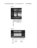 COMPOSITION AND METHODS FOR RAPID DETECTION OF HIV BY LOOP-MEDIATED     ISOTHERMAL AMPLIFICATION (LAMP) diagram and image