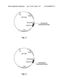 METHODS FOR PRODUCING ANTIFUNGAL BIFUNCTIONAL MOLECULES FOR TREATING     FUNGAL INFECTION diagram and image