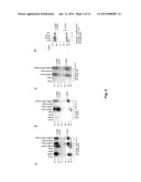 CRIPTO ANTAGONISM OF ACTIVIN AND TGF-B SIGNALING diagram and image