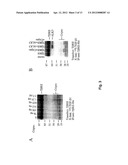 CRIPTO ANTAGONISM OF ACTIVIN AND TGF-B SIGNALING diagram and image