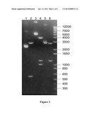 MUTATED ANTITHROMBINS, A PROCESS FOR PREPARING THE SAME AND THEIR USE AS     DRUGS diagram and image