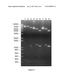 MUTATED ANTITHROMBINS, A PROCESS FOR PREPARING THE SAME AND THEIR USE AS     DRUGS diagram and image