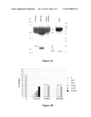 HCV-DERIVED POLYPEPTIDES AND USES THEREOF diagram and image