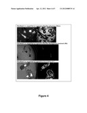 Mosquitocidal Xenorhabdus, Lipopeptide And Methods diagram and image