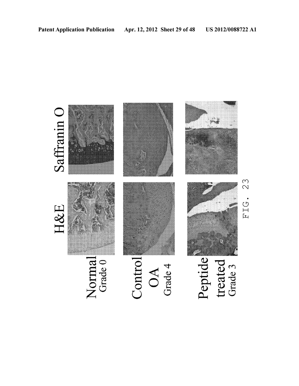 COMPOSITIONS AND METHODS FOR INHIBITION OF MMP:MMP-SUBSTRATE INTERACTIONS - diagram, schematic, and image 30