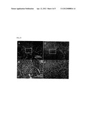 Head-And-Neck Tumor Proliferation Inhibitor diagram and image