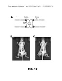 LIGANDS TO RADIATION-INDUCED MOLECULES diagram and image