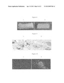 ANTI-CONNEXIN COMPOUNDS TARGETED TO CONNEXINS AND METHODS OF USE THEREOF diagram and image