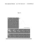 ANTI-CONNEXIN COMPOUNDS TARGETED TO CONNEXINS AND METHODS OF USE THEREOF diagram and image