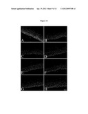 ANTI-CONNEXIN COMPOUNDS TARGETED TO CONNEXINS AND METHODS OF USE THEREOF diagram and image