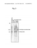 HUMAN ARTIFICIAL CHROMOSOME (HAC) VECTOR diagram and image