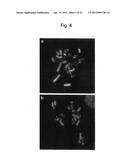 HUMAN ARTIFICIAL CHROMOSOME (HAC) VECTOR diagram and image