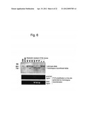 HUMAN ARTIFICIAL CHROMOSOME (HAC) VECTOR diagram and image