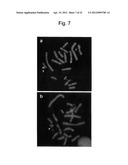 HUMAN ARTIFICIAL CHROMOSOME (HAC) VECTOR diagram and image