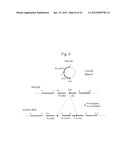 HUMAN ARTIFICIAL CHROMOSOME (HAC) VECTOR diagram and image