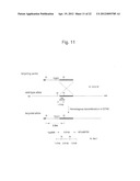 HUMAN ARTIFICIAL CHROMOSOME (HAC) VECTOR diagram and image