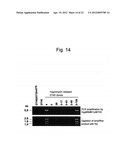 HUMAN ARTIFICIAL CHROMOSOME (HAC) VECTOR diagram and image