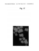 HUMAN ARTIFICIAL CHROMOSOME (HAC) VECTOR diagram and image