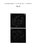 HUMAN ARTIFICIAL CHROMOSOME (HAC) VECTOR diagram and image