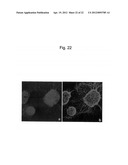 HUMAN ARTIFICIAL CHROMOSOME (HAC) VECTOR diagram and image