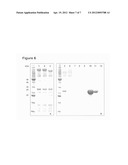 PROTEASE FOR WOUND CONDITIONING AND SKIN CARE diagram and image