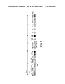 HLA HOMOZYGOUS CELLS AND METHODS OF USE THEREOF diagram and image