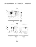 PAPILLOMAVIRUS-LIKE PARTICLES (VLP) AS BROAD SPECTRUM HUMAN PAPILLOMAVIRUS     (HPV) VACCINES diagram and image