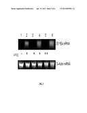 PAPILLOMAVIRUS-LIKE PARTICLES (VLP) AS BROAD SPECTRUM HUMAN PAPILLOMAVIRUS     (HPV) VACCINES diagram and image