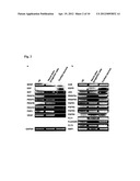 PROMOTION OF NEURONAL INTEGRATION IN NEURAL STEM CELL GRAFTS diagram and image