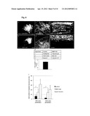 PROMOTION OF NEURONAL INTEGRATION IN NEURAL STEM CELL GRAFTS diagram and image