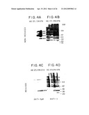 CHIMERIC RECEPTOR GENES AND CELLS TRANSFORMED THEREWITH diagram and image