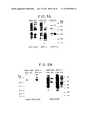 CHIMERIC RECEPTOR GENES AND CELLS TRANSFORMED THEREWITH diagram and image