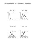 CHIMERIC RECEPTOR GENES AND CELLS TRANSFORMED THEREWITH diagram and image