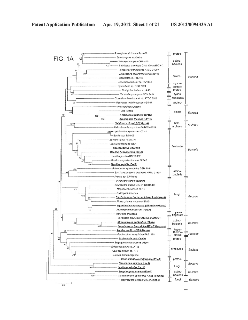 ARCHAEL LACCASES AND MULTICOPPER OXIDASES (MCOS) AND THEIR USES THEREOF - diagram, schematic, and image 02