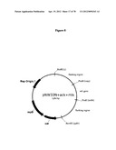 Gene Knockout Mesophilic and Thermophilic Organisms, and Methods of Use     Thereof diagram and image