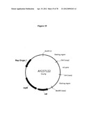 Gene Knockout Mesophilic and Thermophilic Organisms, and Methods of Use     Thereof diagram and image