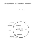 Gene Knockout Mesophilic and Thermophilic Organisms, and Methods of Use     Thereof diagram and image